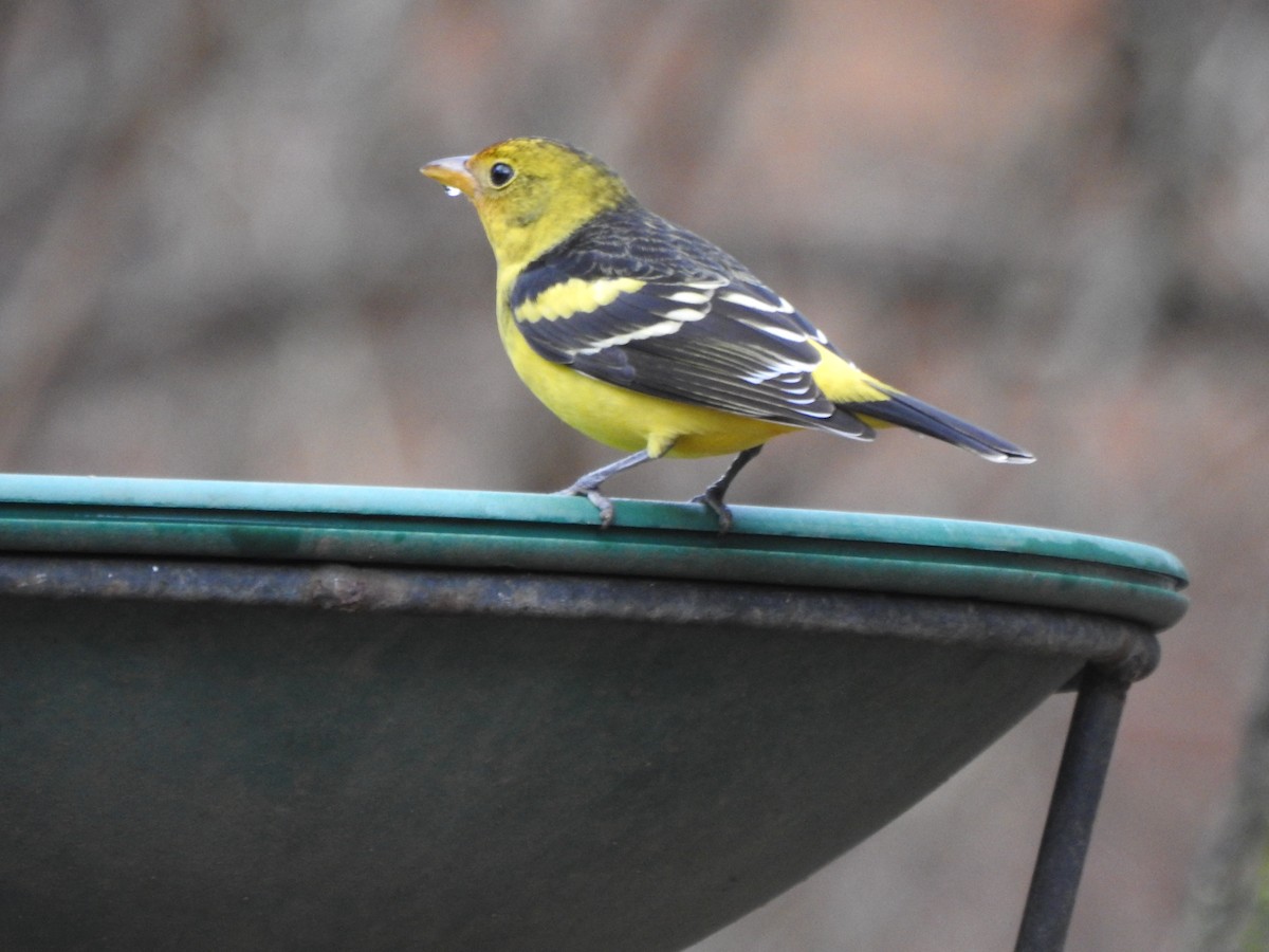Western Tanager - ML614016409