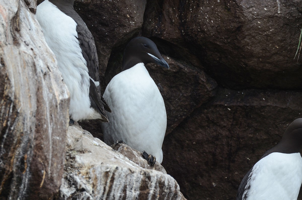 Thick-billed Murre - ML614016423