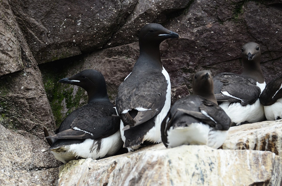 Thick-billed Murre - ML614016426