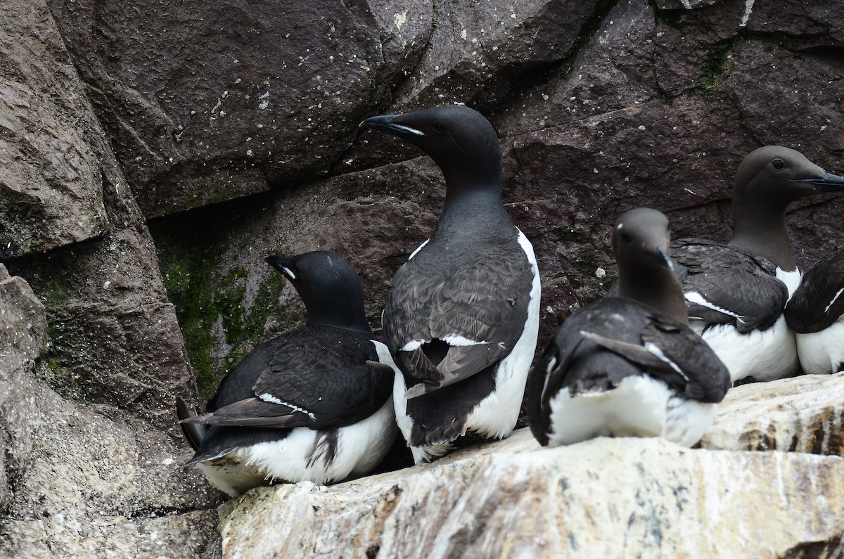 Thick-billed Murre - ML614016427