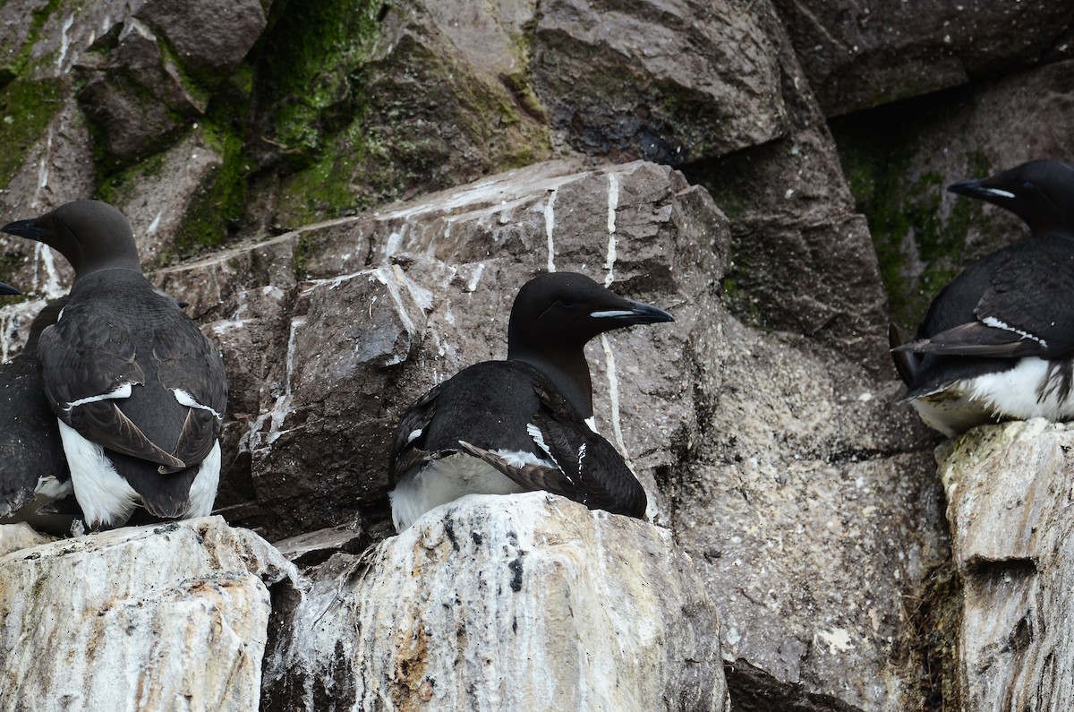 Thick-billed Murre - ML614016430