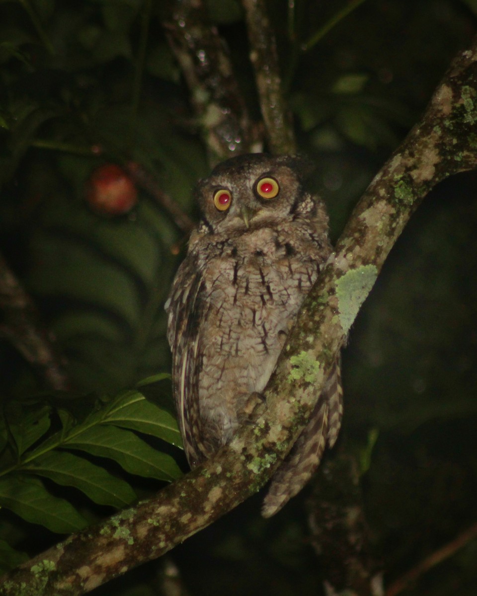 Long-tufted Screech-Owl - ML614017017