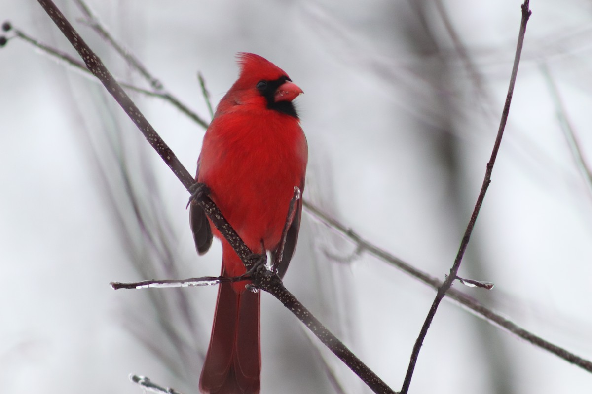Cardinal rouge - ML614017052