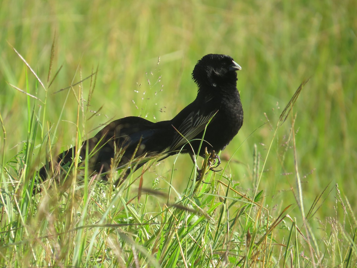 Jackson's Widowbird - Mwangi Gitau.
