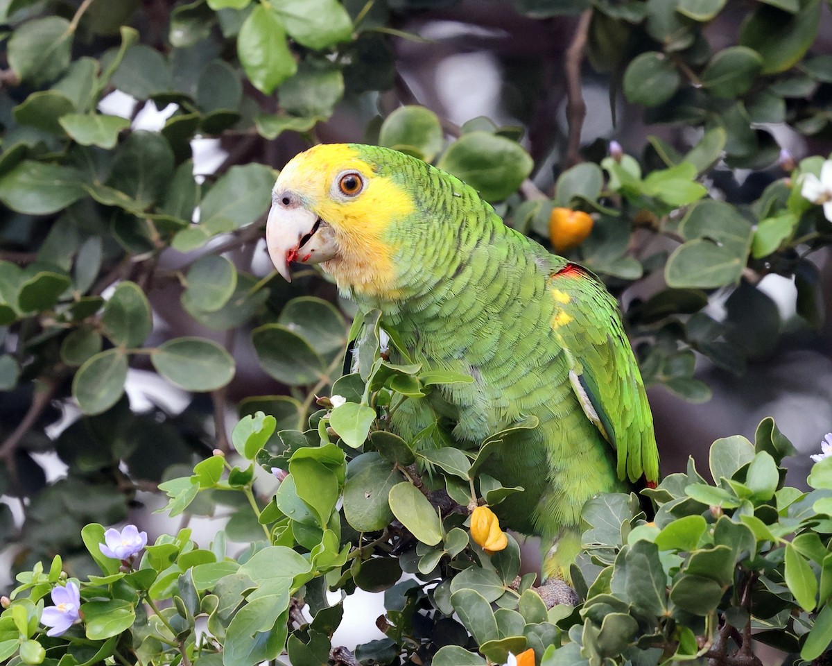 Yellow-shouldered Parrot - ML614017300