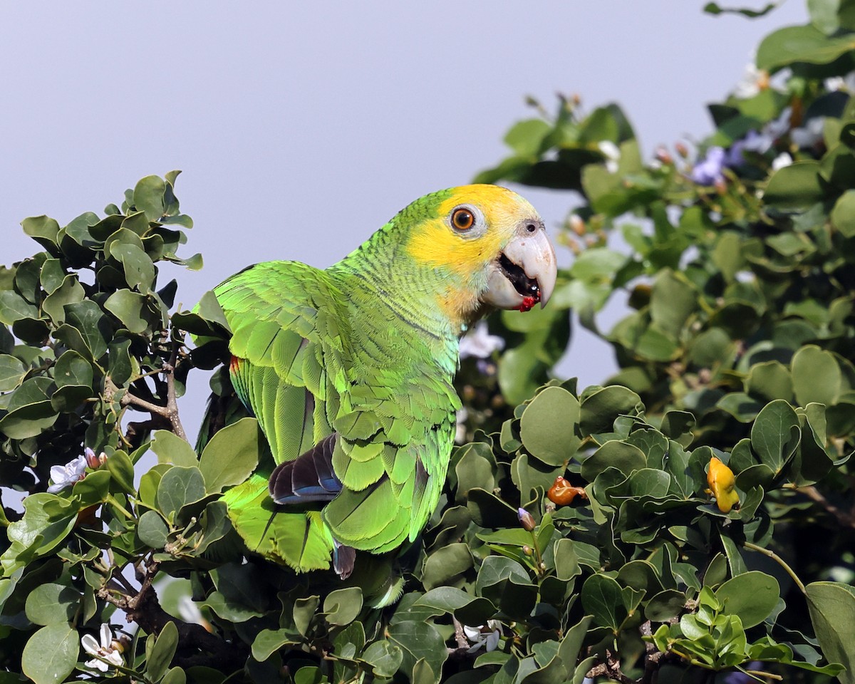 Yellow-shouldered Parrot - ML614017303