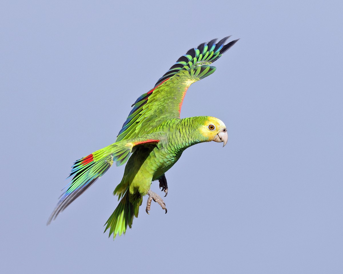 Yellow-shouldered Parrot - ML614017304