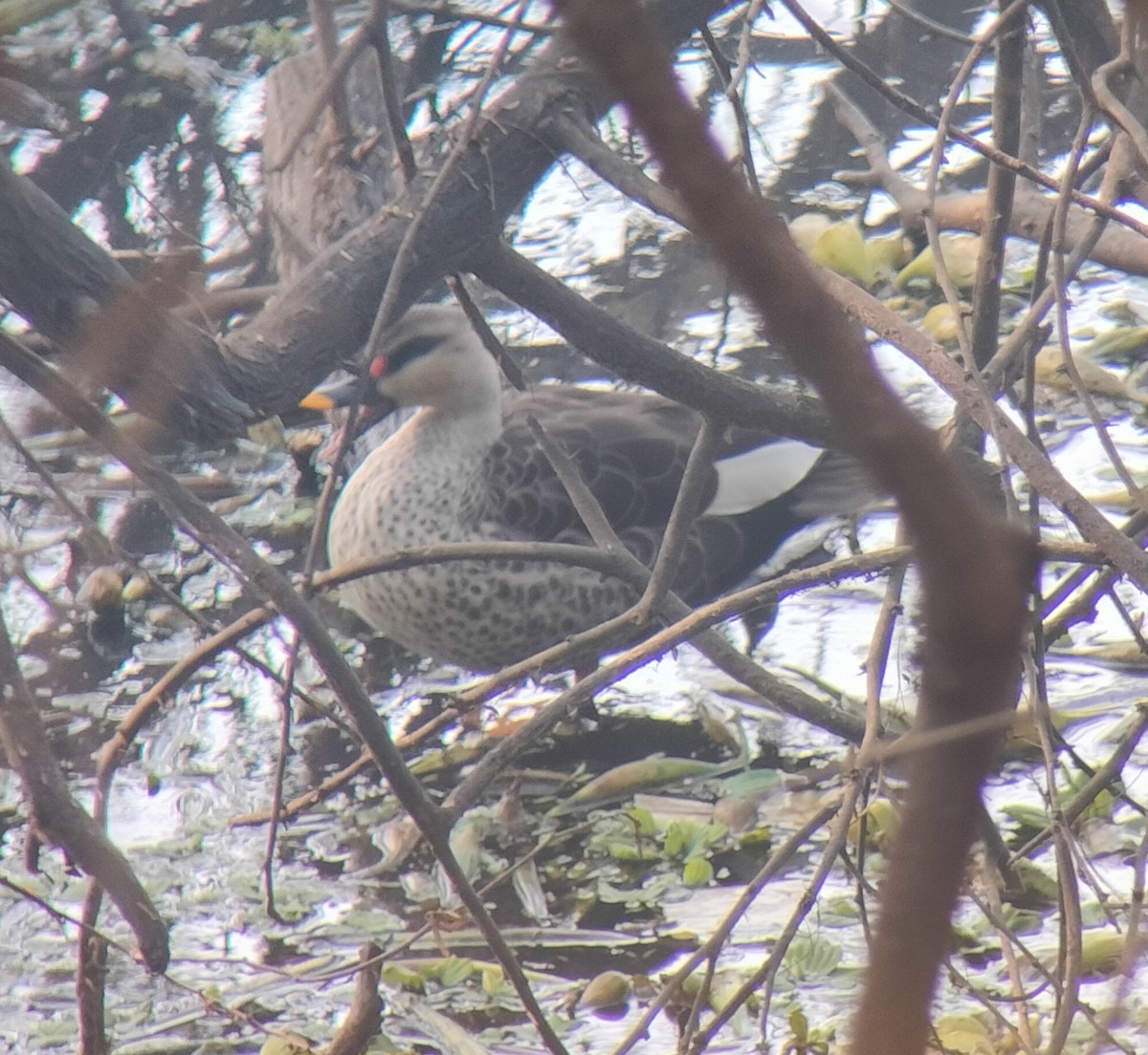 Indian Spot-billed Duck - ML614017406