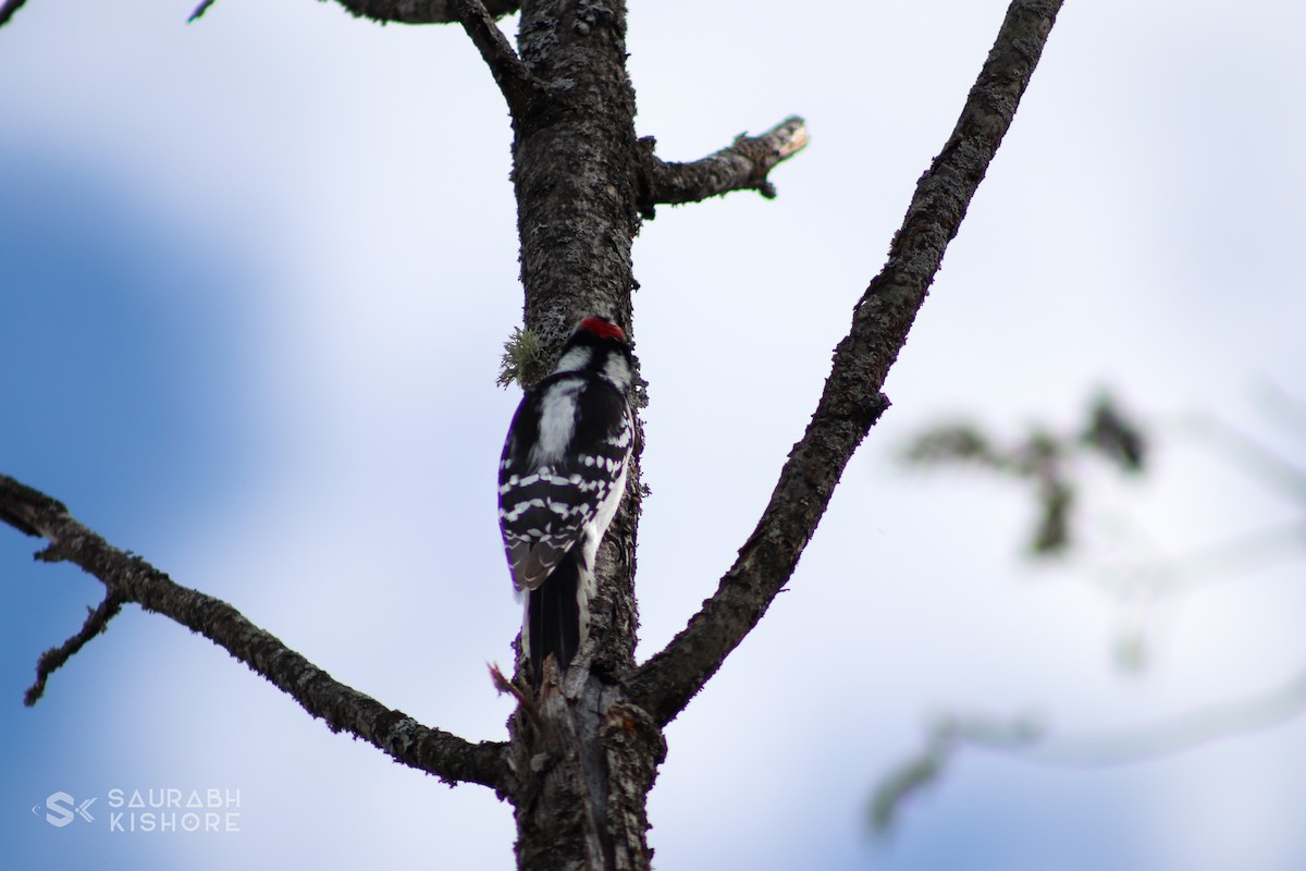 Downy Woodpecker - ML614017578