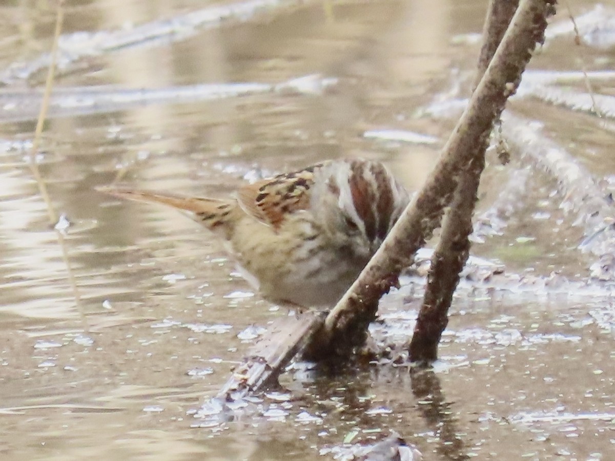 Swamp Sparrow - ML614017778