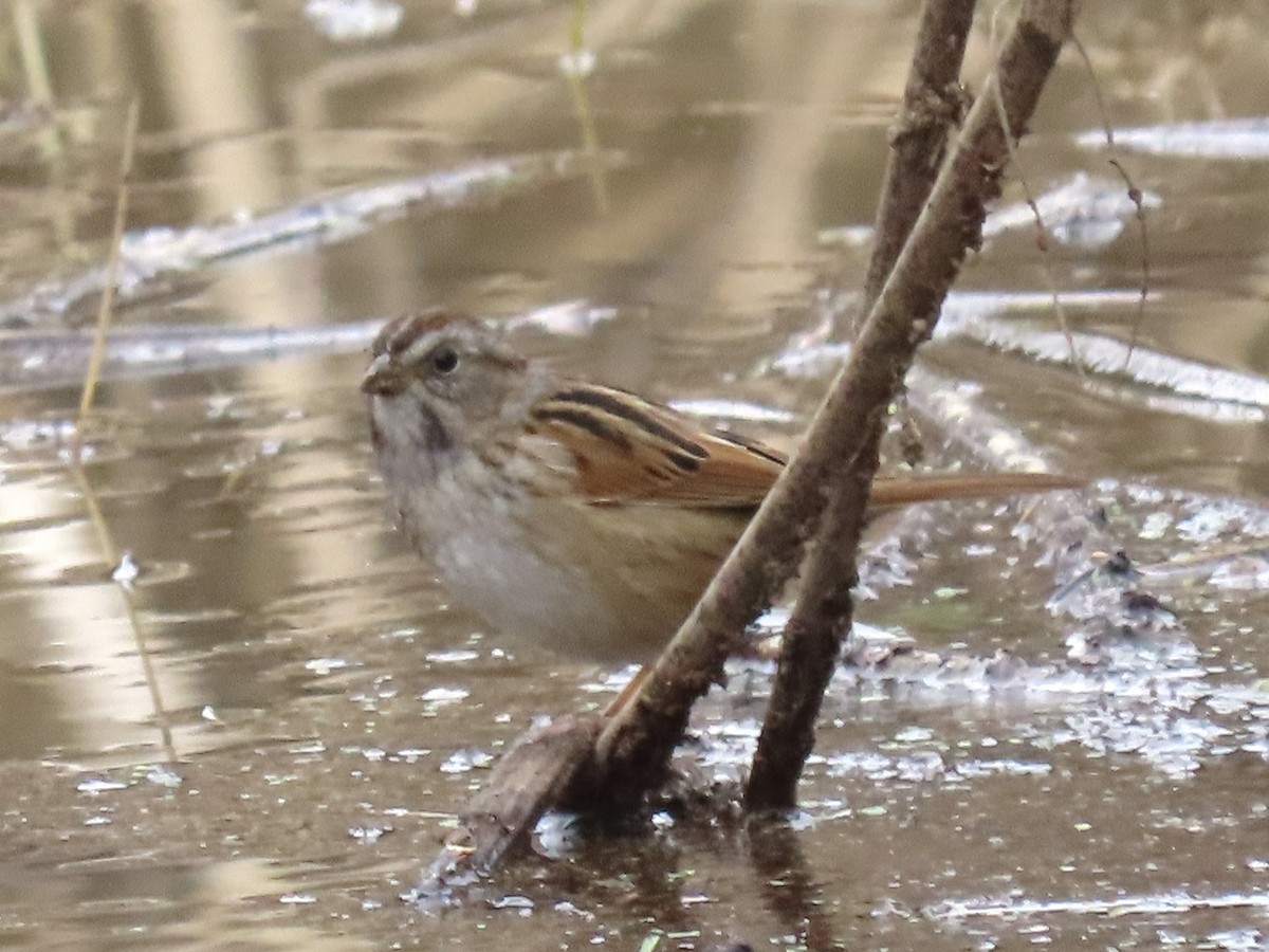 Swamp Sparrow - ML614017779