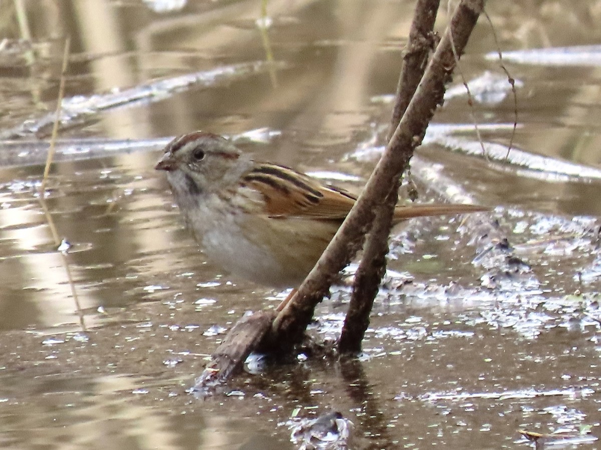 Swamp Sparrow - ML614017780