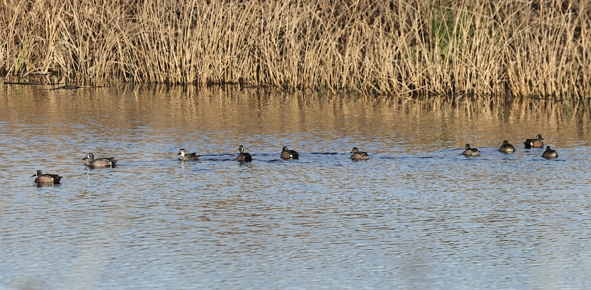 eBird Checklist - 25 Jan 2024 - Corteva Wetland Preserve (formerly Dow ...