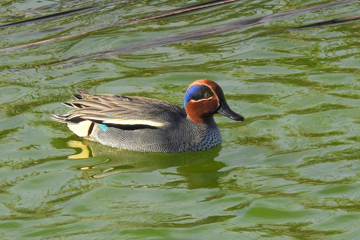 Green-winged Teal - ML614017832