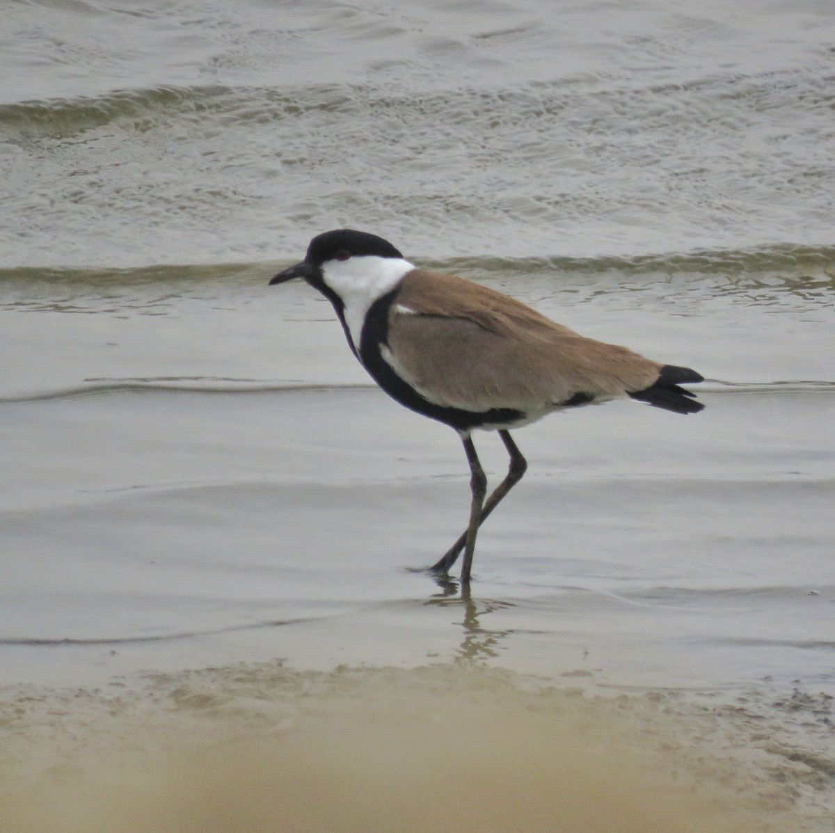 Spur-winged Lapwing - ML614018011