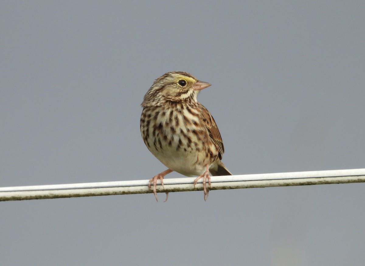 Savannah Sparrow - ML614018047