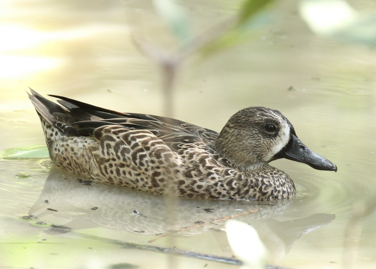 Blue-winged Teal - ML614018050