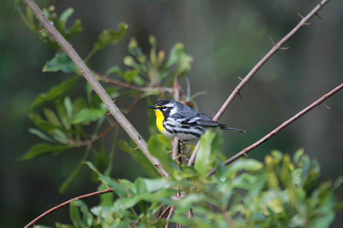 Yellow-throated Warbler - ML614018186