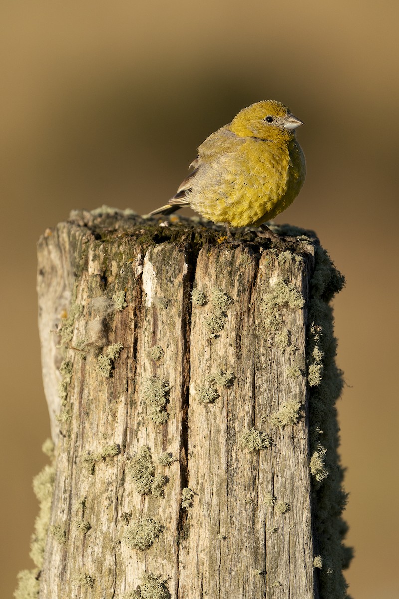 Patagonian Yellow-Finch - Jérémy Calvo