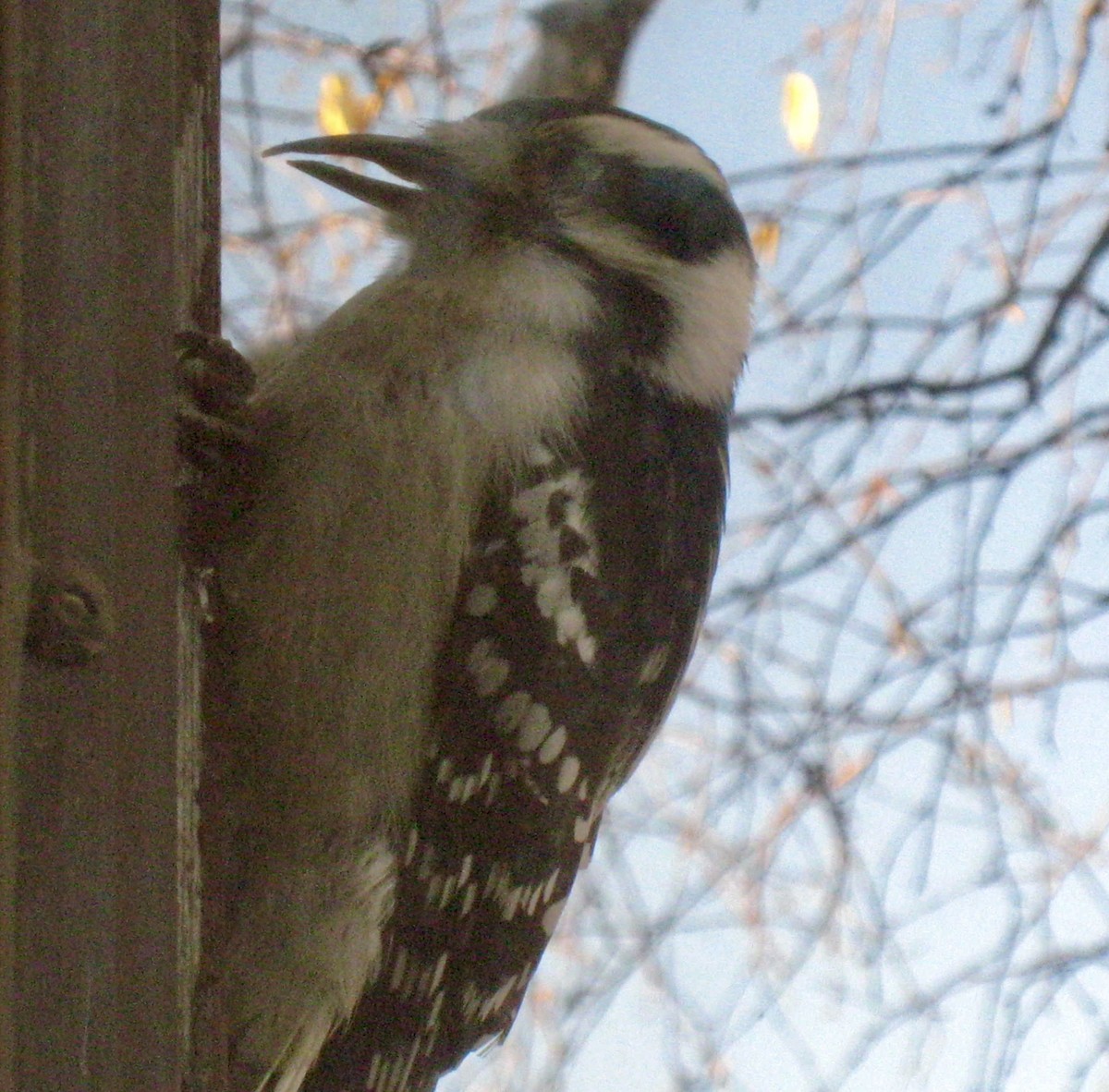 Downy Woodpecker - ML614018243
