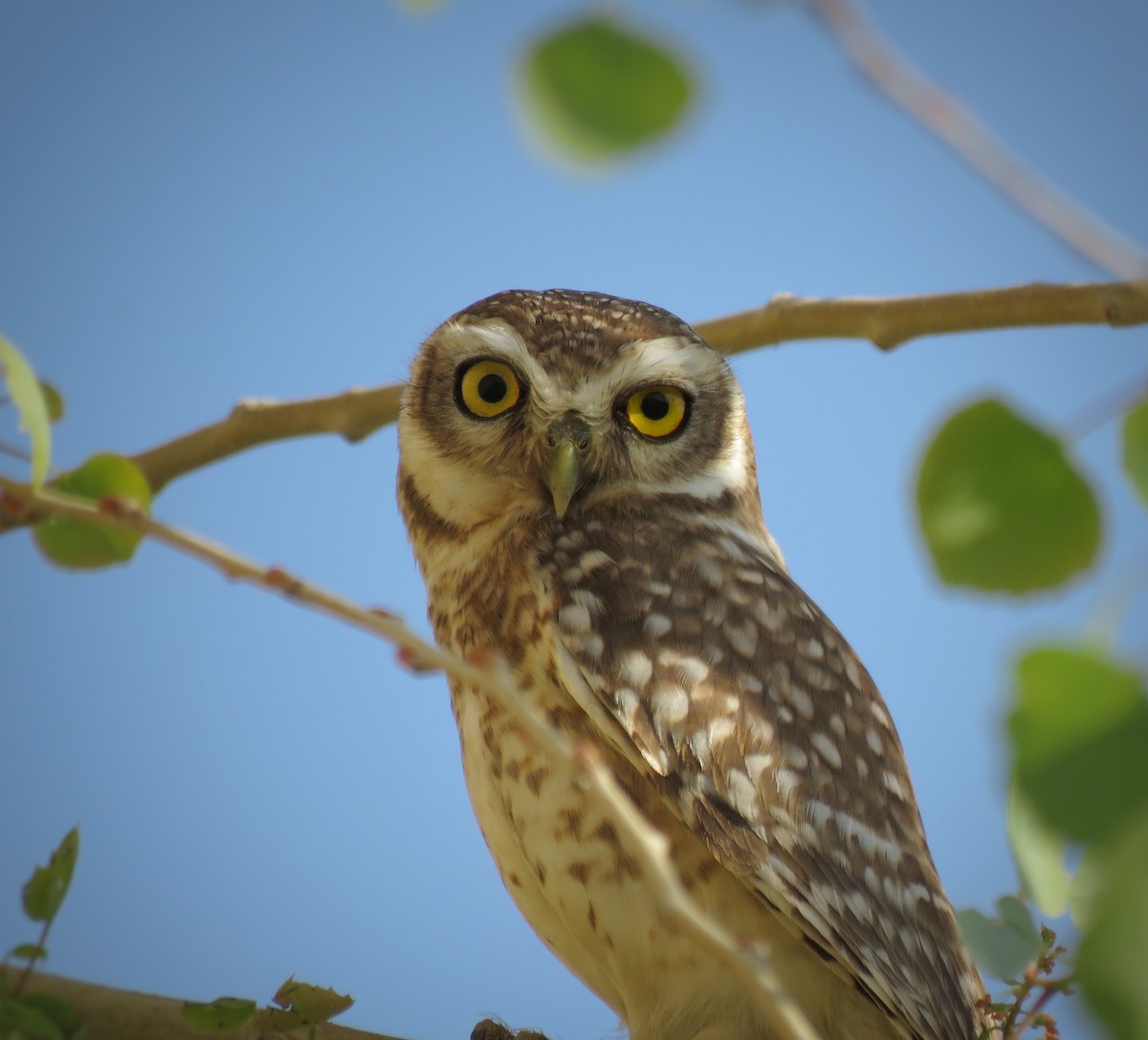 Spotted Owlet - ML614018244