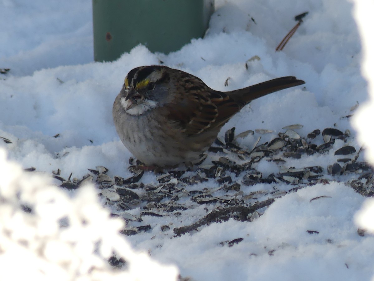 White-throated Sparrow - ML614018560