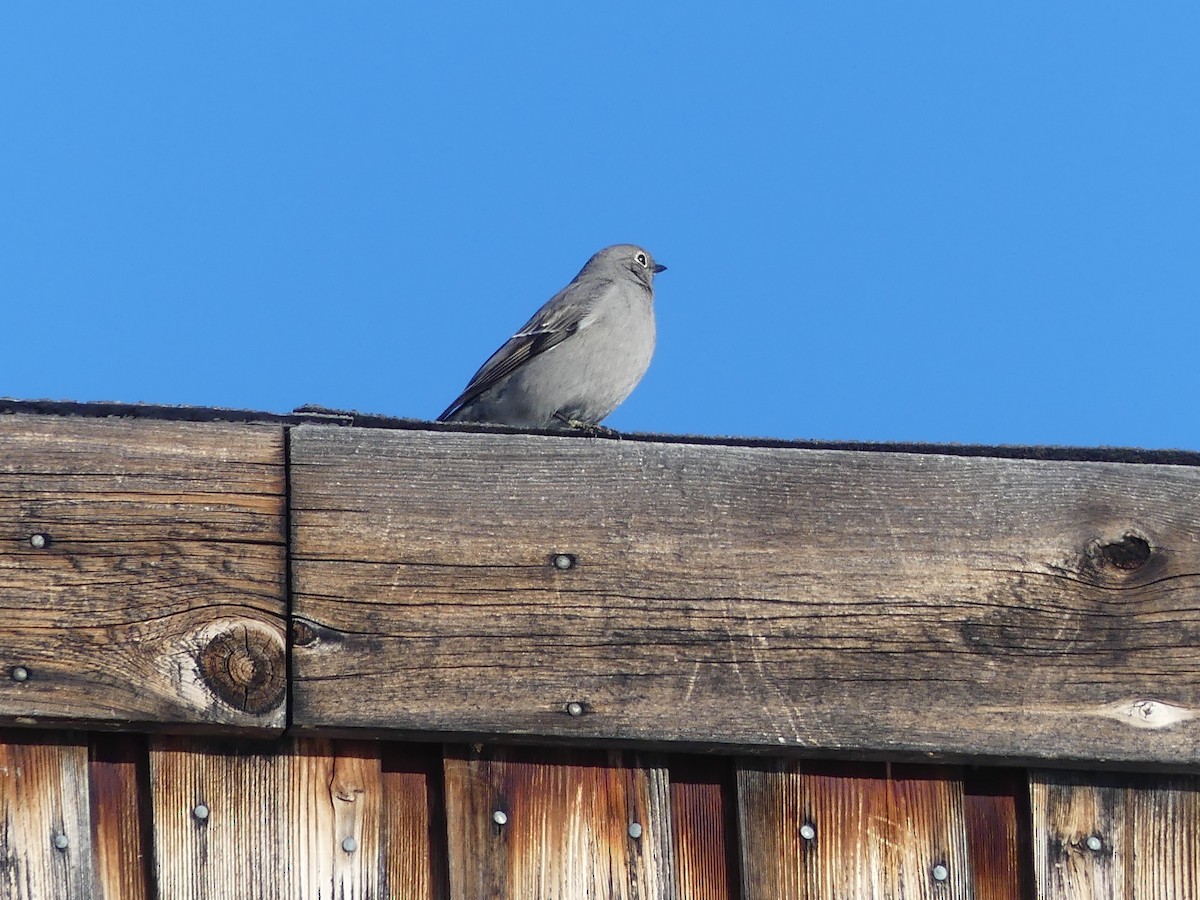 Townsend's Solitaire - ML614018602