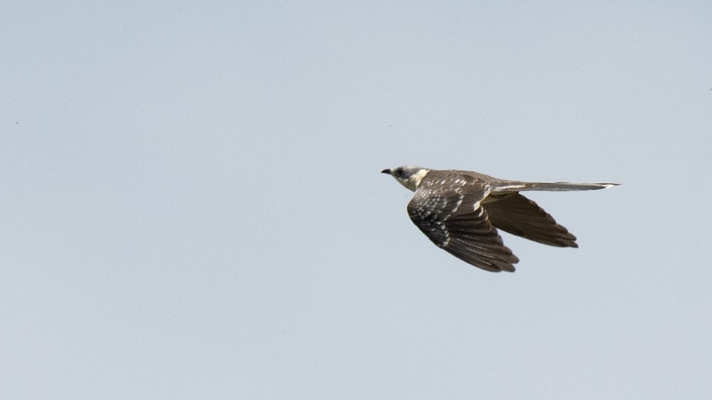 Great Spotted Cuckoo - ML614018802