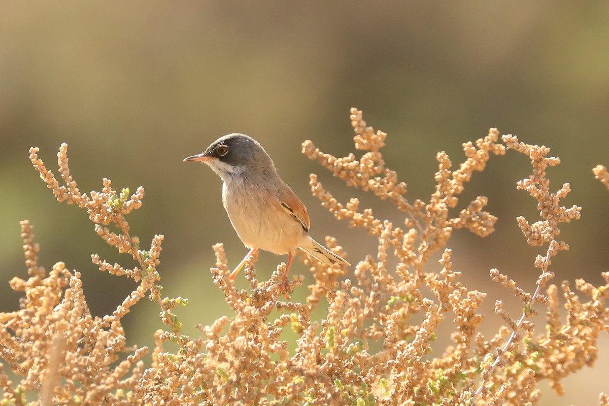 Spectacled Warbler - ML614018839