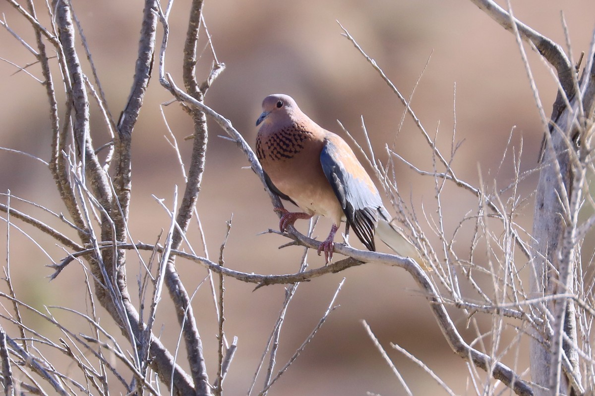 Laughing Dove - ML614018914