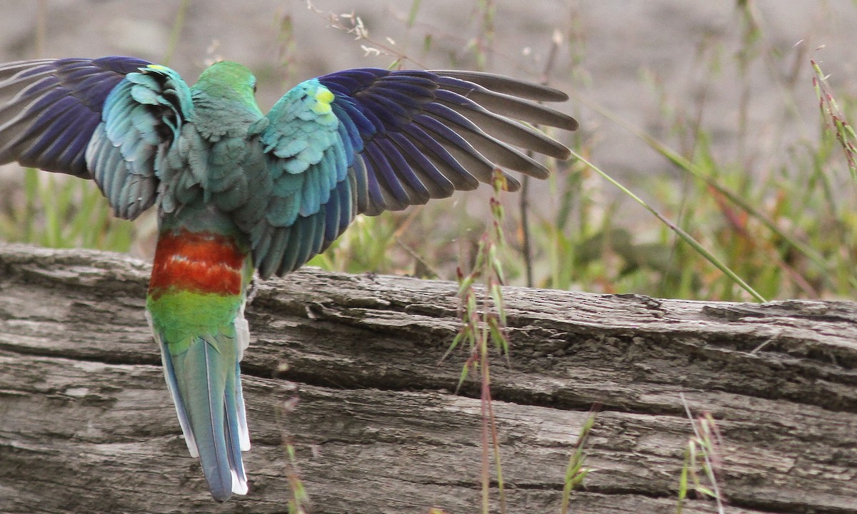 Red-rumped Parrot - ML614019213