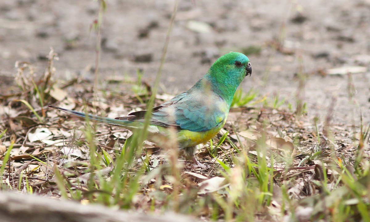 Red-rumped Parrot - ML614019214