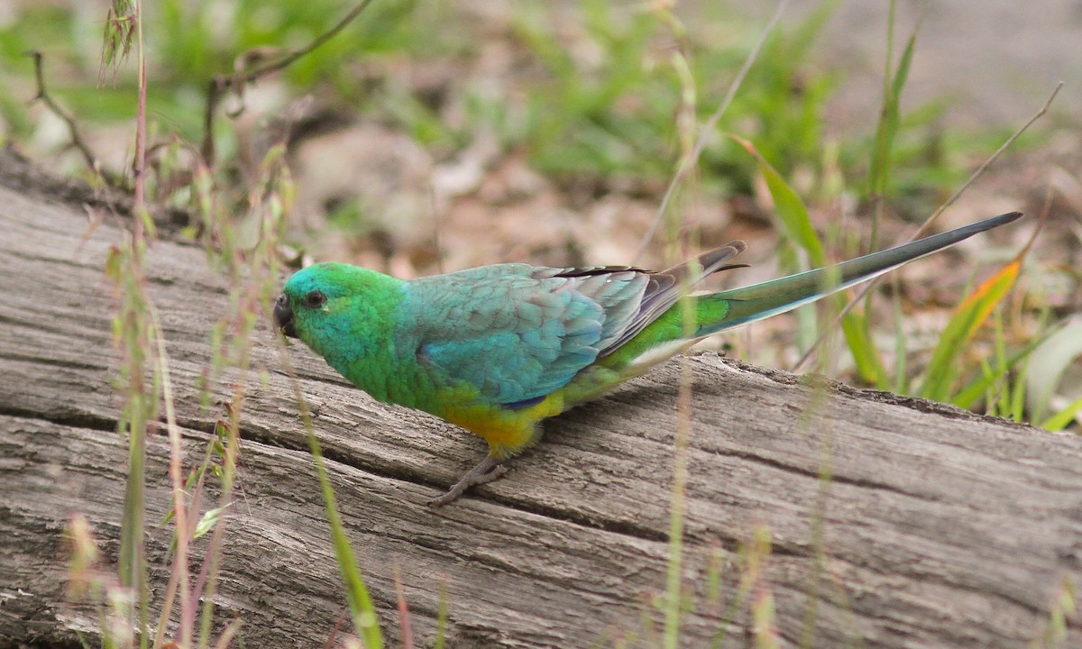 Red-rumped Parrot - ML614019215