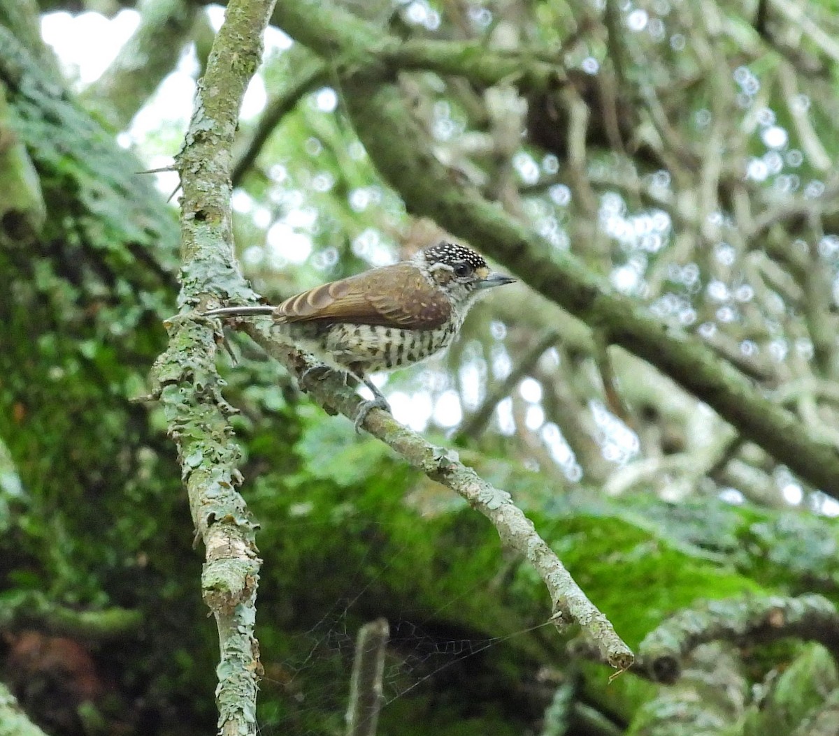 White-barred Piculet - ML614019285