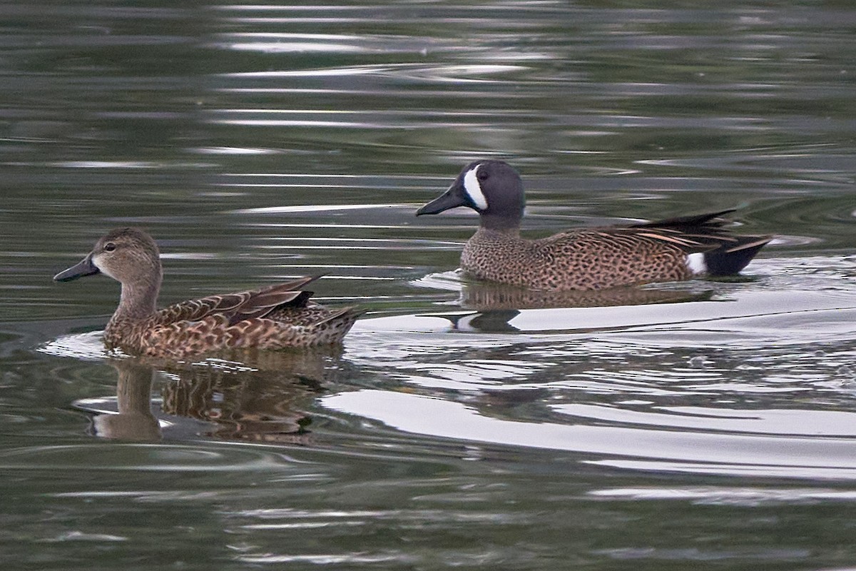Blue-winged Teal - ML614019601