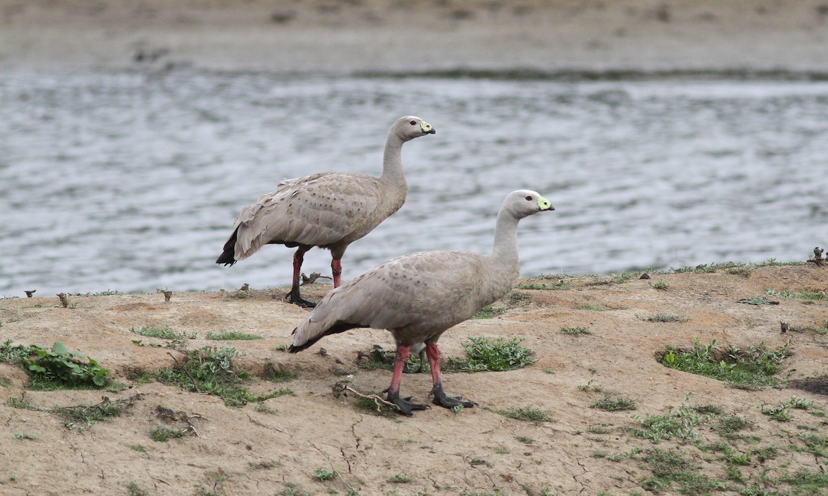 Cape Barren Goose - Steve Kelling