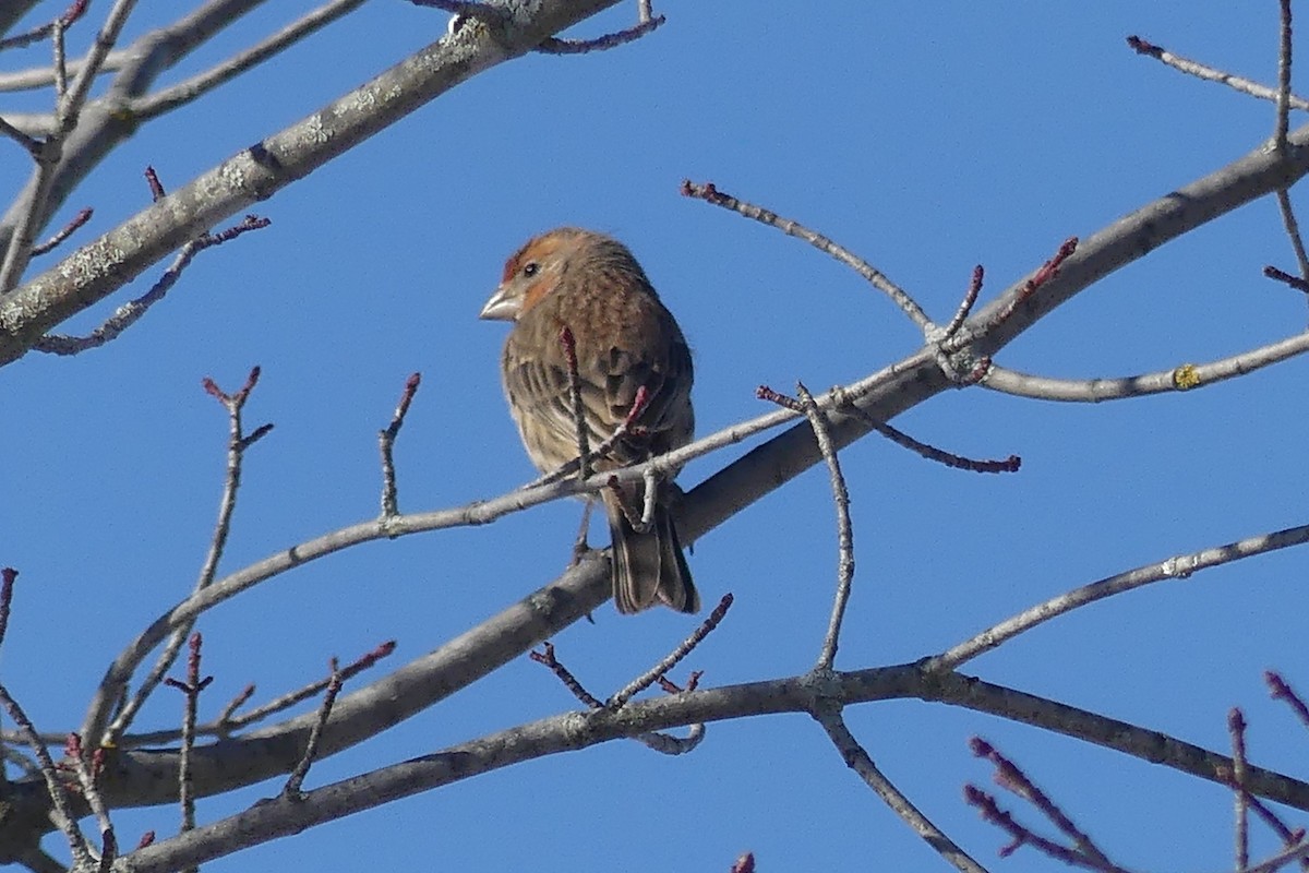 eBird Canada Checklist 26 Jan 2024 StratfordSimcoe St. trail 6