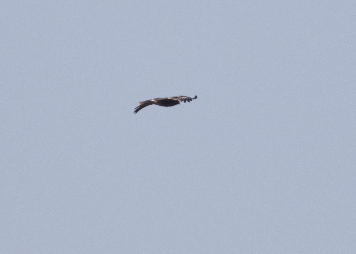 Greater Spotted Eagle - ML614020079
