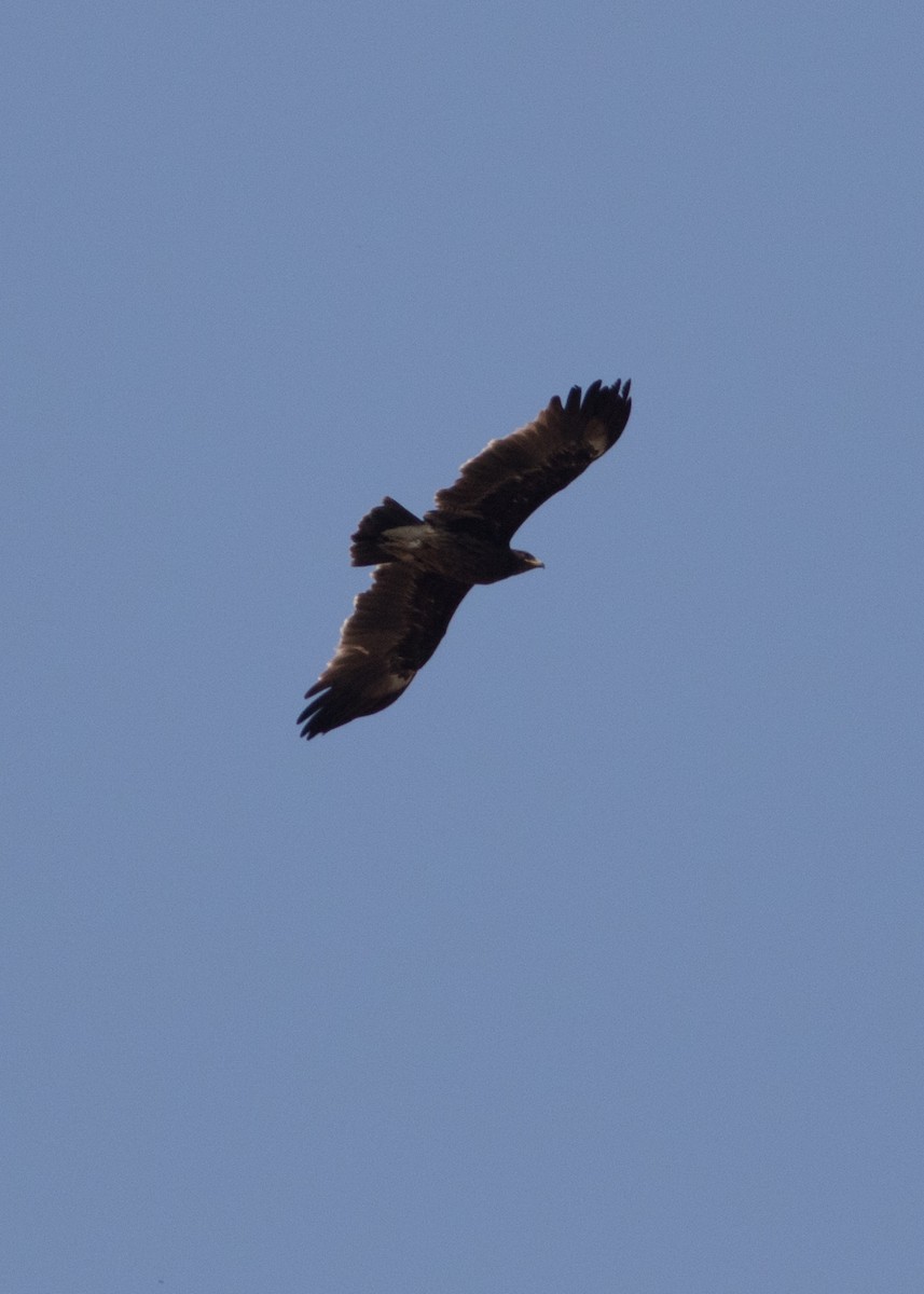 Greater Spotted Eagle - ML614020081