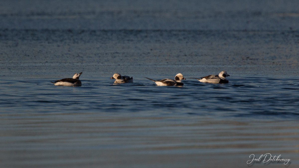 Long-tailed Duck - ML614020111