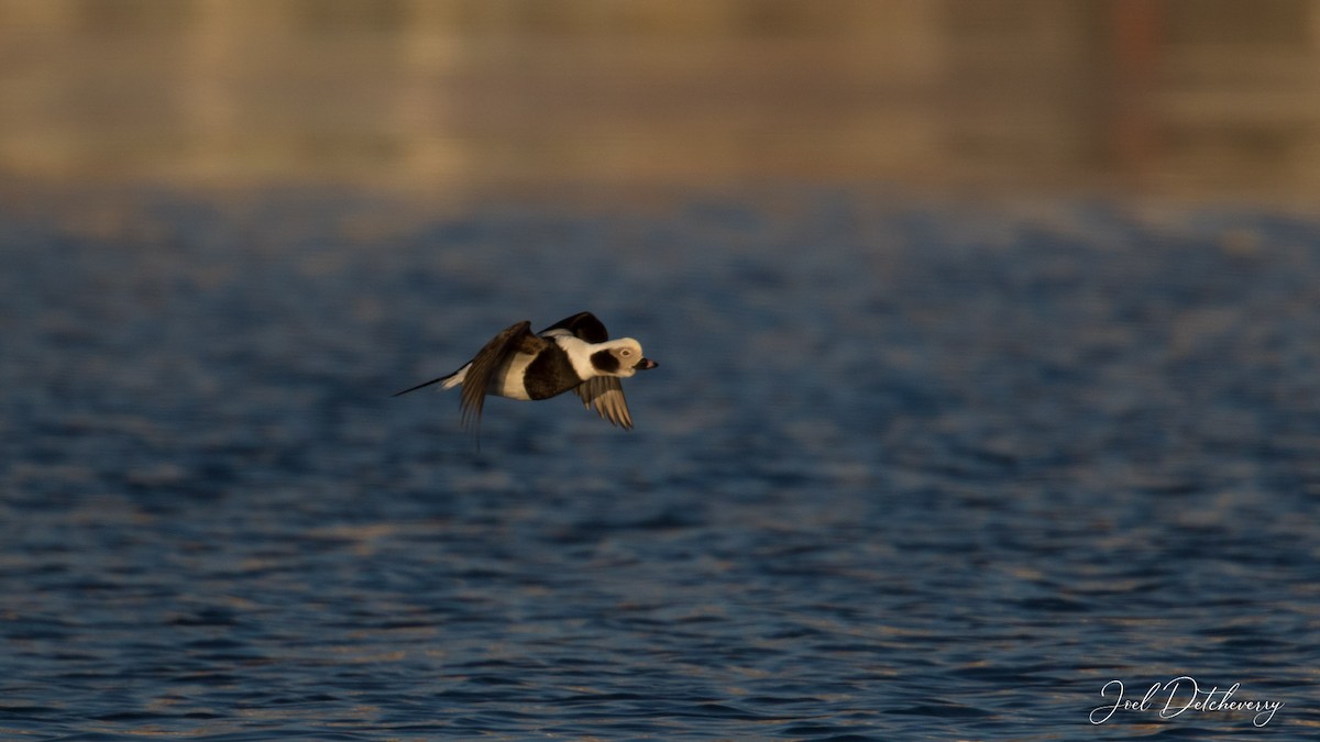Long-tailed Duck - ML614020112