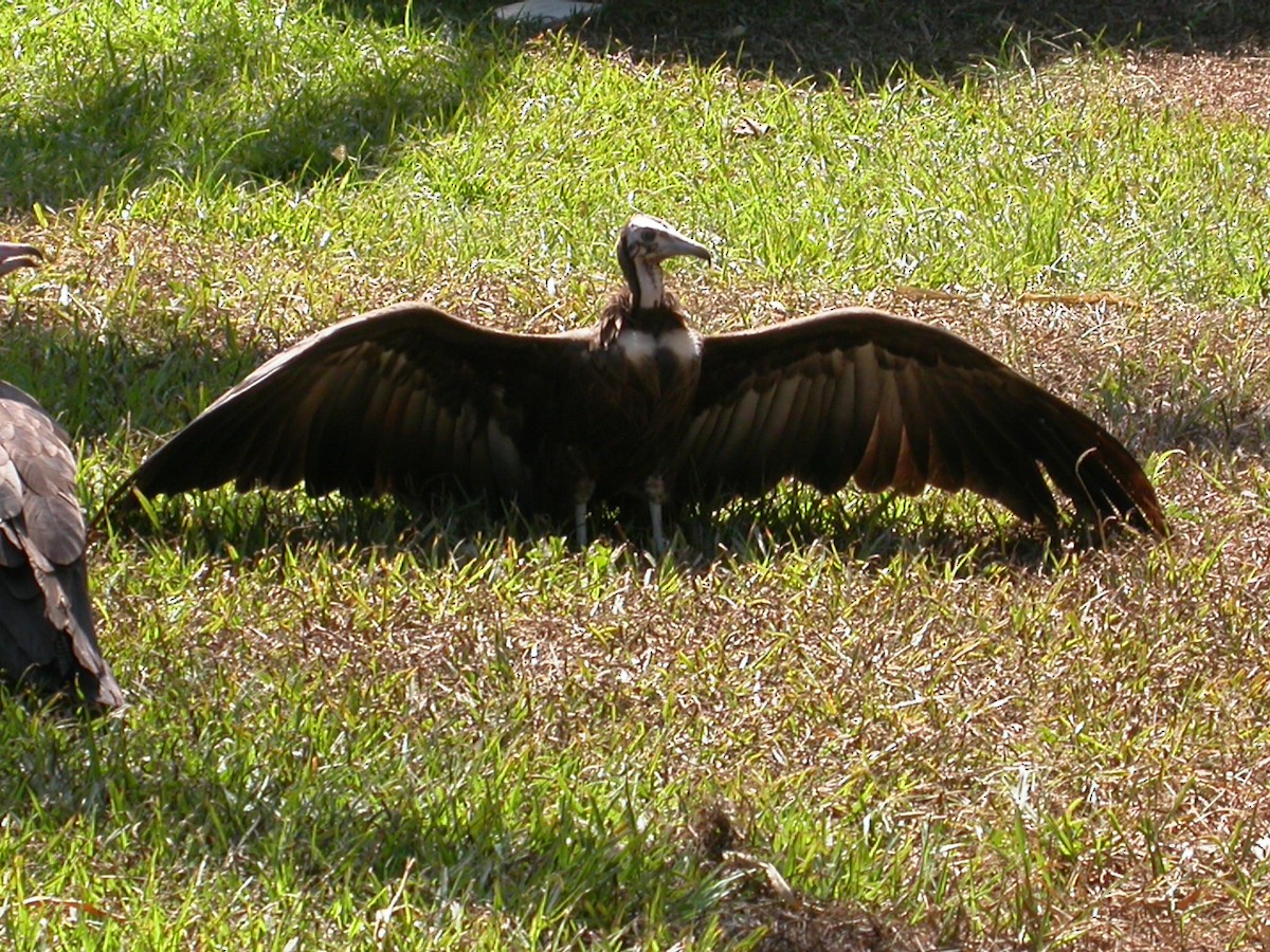 Hooded Vulture - ML614020183