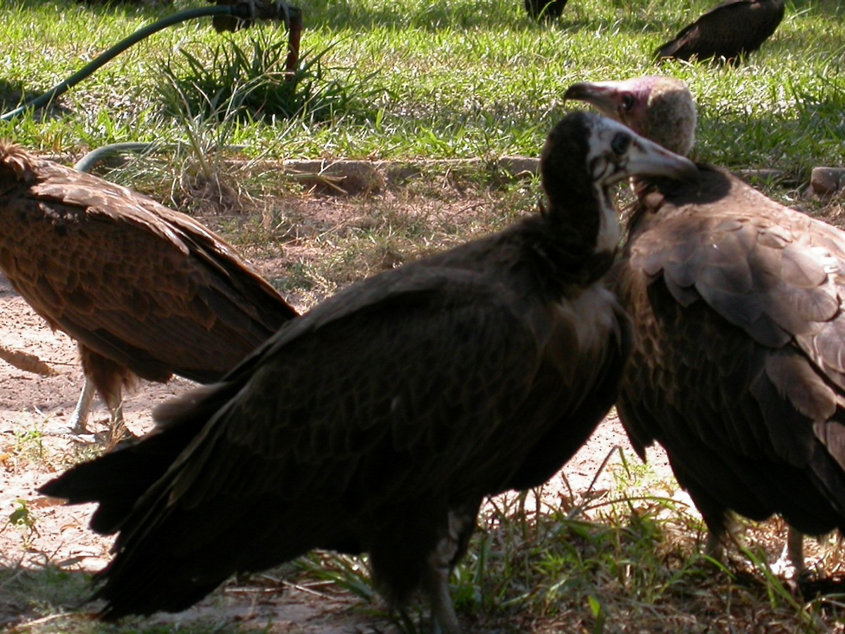 Hooded Vulture - ML614020184