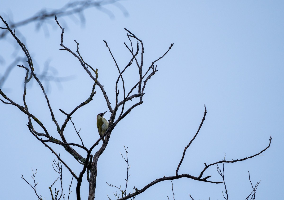 Eurasian Green Woodpecker - ML614020281
