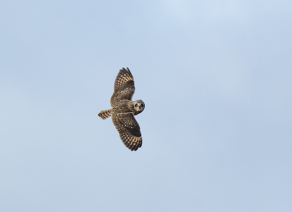 Short-eared Owl - ML614020292