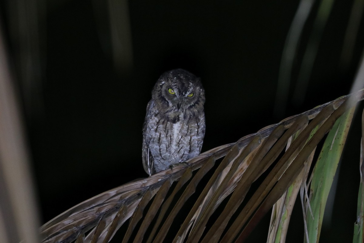 Moluccan Scops-Owl - Alexander Cherinko