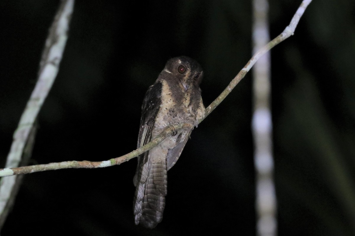 Moluccan Owlet-nightjar - ML614020335