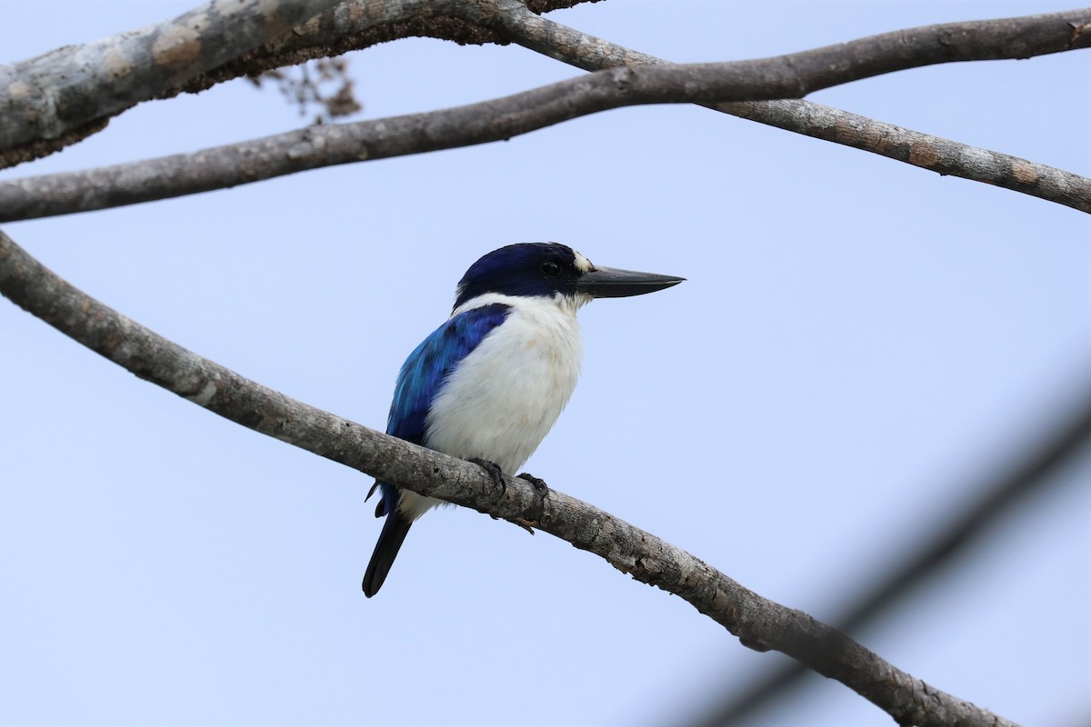 Blue-and-white Kingfisher - ML614020452