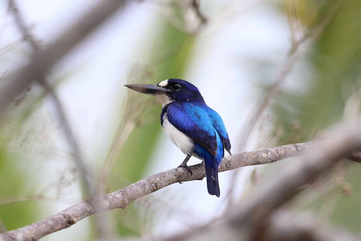 Blue-and-white Kingfisher - ML614020453