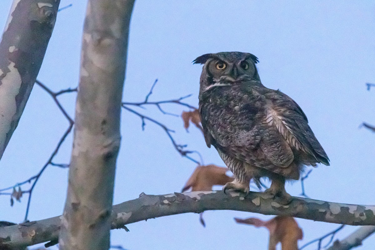 Great Horned Owl - ML614020656